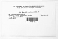Puccinia pentstemonis image